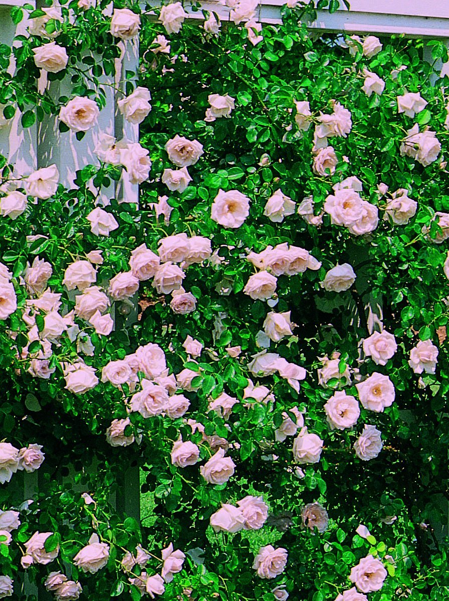 Amazon.com: Rosa 'New Dawn' (Climbing Rose) Rose, double
